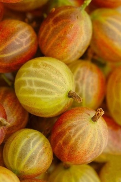 Агрус ‘Славута’ (жовтий)|Ribes uva-crispa ‘Slavuta’|Крыжовник ‘Славута’ (желтый)